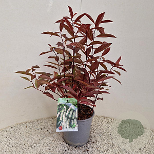 Itea virginica 'Henry's Garnet' 30-40 cm 2,5L