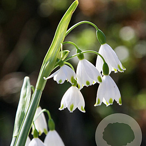 Leucojum aestivum 'Gravetye Giant' GM P9