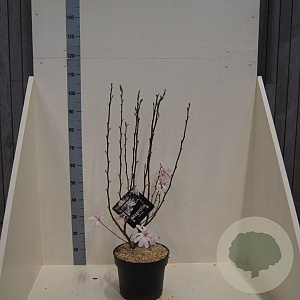 Magnolia st. 'Rosea' 80-100 cm 10L meerstammig