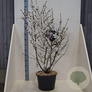 Magnolia stellata 125-150 cm 20L meerstammig