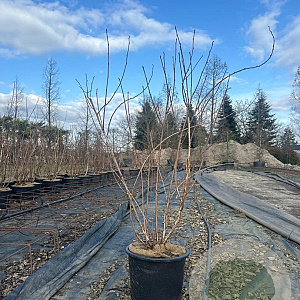 Physocarpus opulif. 'Diabolo' 150-175 cm 20L
