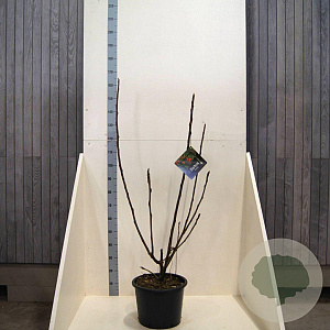 Sorbus 'Dodong' 80-100 cm 20L meerstammig