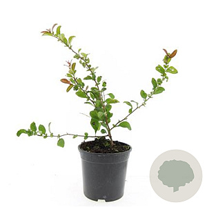 Chaenomeles sup. 'Jet Trail' GM C1.3