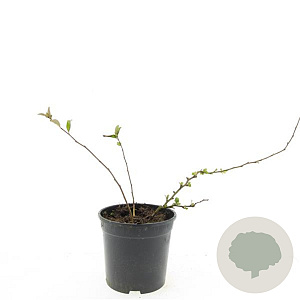 Chaenomeles sup. 'Jet Trail' GM C1.3