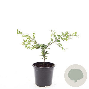 Chaenomeles sup. 'Jet Trail' GM C1.3