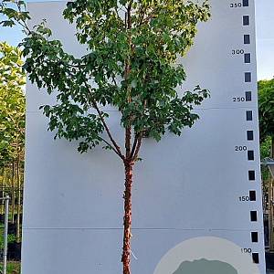 Acer griseum 10-12 HO container