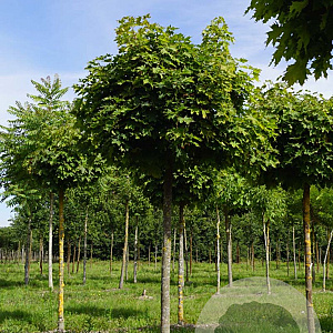 Acer plat. 'Globosum' 18-20 HO draadkluit boven vered. 225 cm stam