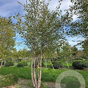 Betula nigra 500-600 cm draadkluit meerstammig