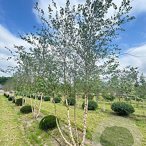Betula nigra 500-600 cm draadkluit meerstammig