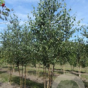 Betula pendula 450-500 cm draadkluit meerstammig