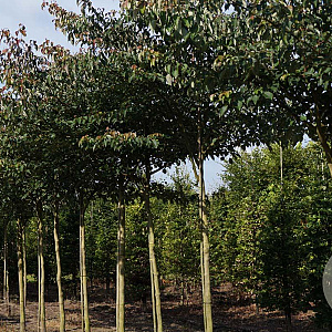 Cornus controversa 16-18 HO draadkluit