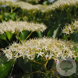 Cornus controversa 200-250 cm container meerstammig