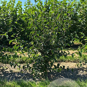 Cornus mas 200-250 cm container meerstammig