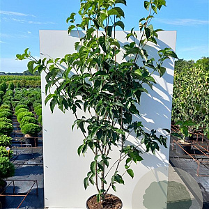Cornus Starlight 200-250 cm container meerstammig
