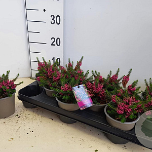 Erica vagans 'Mrs D.F. Maxwell' 10 cm P10,5