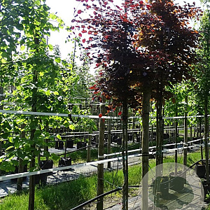 Fagus syl. 'Atropunicea' 10-12 HO draadkluit