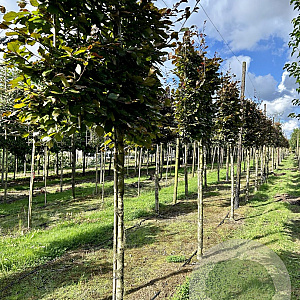 Fagus syl. 'Atropunicea' 14-16 HO draadkluit lei 180x120