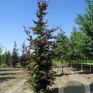 Fagus syl. 'Atropunicea' 20-25 cm draadkluit geveerd