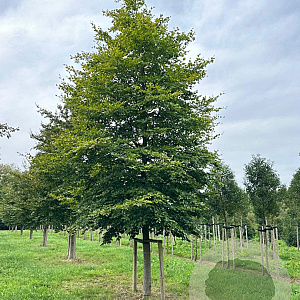 Fagus sylvatica 60-70 HO draadkluit