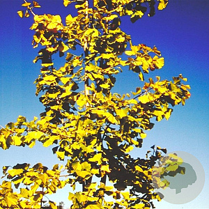 Ginkgo biloba 10-12 HO draadkluit