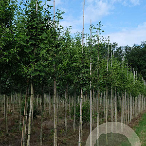 Ginkgo biloba 10-12 HO draadkluit