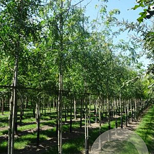 Gleditsia triacanthos 'Skyline' 10-12 HO draadkluit