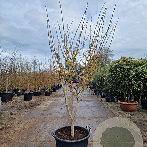 Hamamelis int. 'Westerstede' 175-200 cm container meerstammig