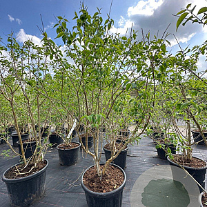 Heptacodium miconioides 175-200 cm container meerstammig