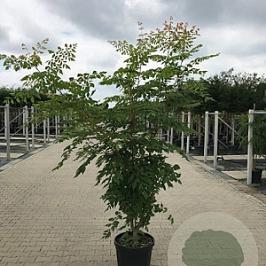 Koelreuteria pan. 'Coral Sun' 125-150 cm container 