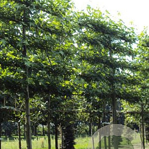 Liquidambar s. 'Worplesdon' 16-18 HO draadkluit lei 150x150