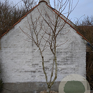 Liquidambar s. 'Worplesdon' 250-300 cm draadkluit meerstammig