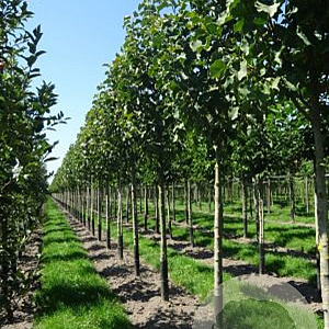 Magnolia 'Galaxy' 18-20 HO draadkluit