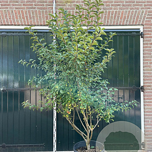 Malus 'Red Sentinel' 175-200 cm container meerstammig