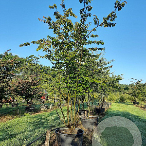 Parrotia persica 350-400 cm draadkluit meerstammig