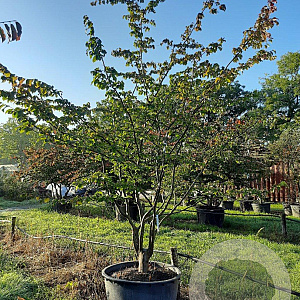 Parrotia persica 350-400 cm draadkluit meerstammig