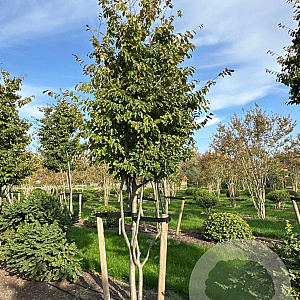 Parrotia persica 400-450 cm draadkluit meerstammig