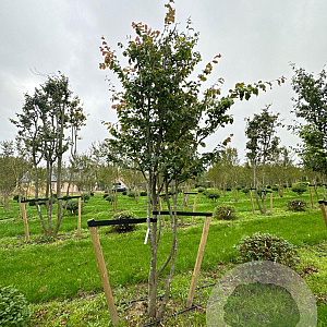 Parrotia persica 400-450 cm draadkluit meerstammig