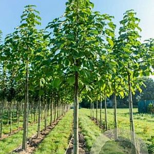 Phellodendron amurense 20-25 HO draadkluit