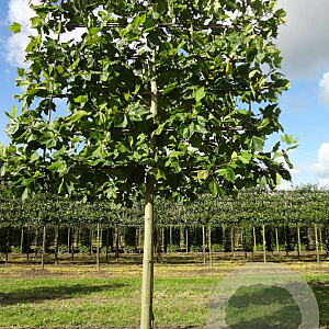 Platanus hispanica 'Malburg' 20-25 HO draadkluit lei 150x150