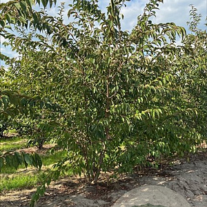 Prunus subh. 'Autumnalis Rosea' 175-200 cm draadkluit meerstammig