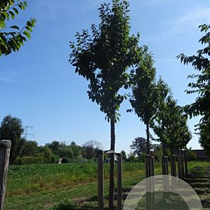 Prunus schmittii 25-30 HO draadkluit