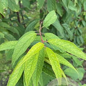 Prunus serrula 200-250 cm container meerstammig