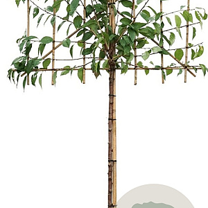 Prunus ser. 'Kanzan' 18-20 HO draadkluit lei 150x120