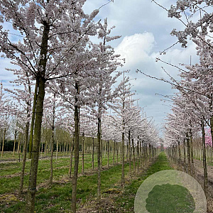 Prunus yedoensis 25-30 HO draadkluit