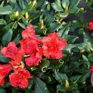 Rhododendron (F) 'Baden-Baden' 30-40 cm container