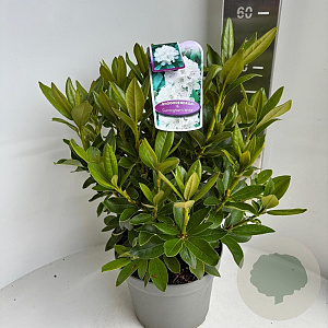 Rhododendron 'Cunningham's White' 40-50 cm 5,0L