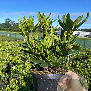 Rhododendron 'Cunningham's White' 40-50 cm 5,0L