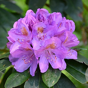 Rhododendron 'Catawbiense Grandiflorum' 160-180 cm container