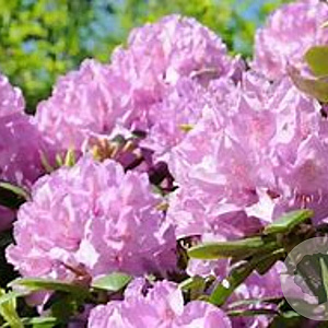 Rhododendron 'Ponticum Roseum' 80-90 cm container