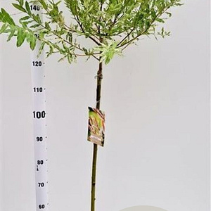 Salix integra 'Hakuro-nishiki' 90 cm stam 4,0L